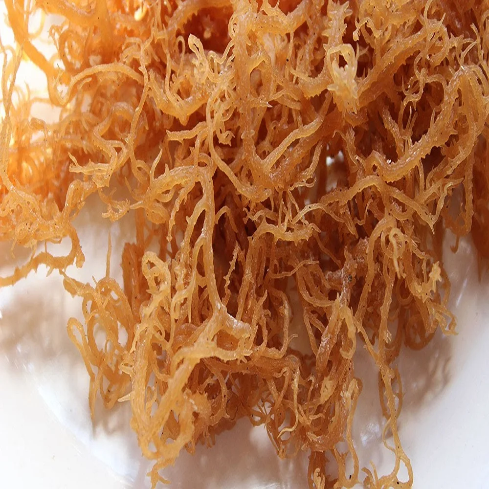 Sea moss что это