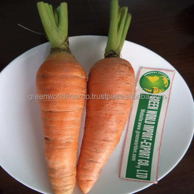 hot product - premium quality fresh carrot from vietnam