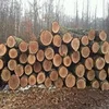 Oak Round and Square Logs