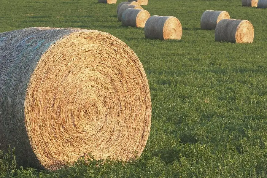 hay1.jpg