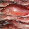 quality 2018 Frozen red snapper on sale From Denmark
