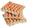 Fresh Table Eggs