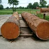 Wood Logs, Solid Keruing Sawn Timber, Keruing Hardwood Lumber