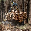 Selling ASH logs from our direct productions