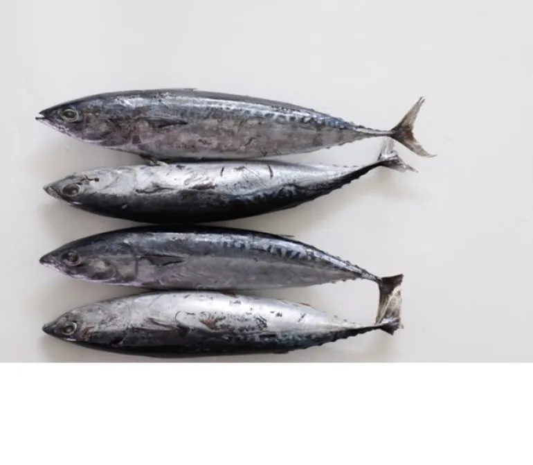 冷冻鱼 bon 鱼金枪鱼 w/r 出售