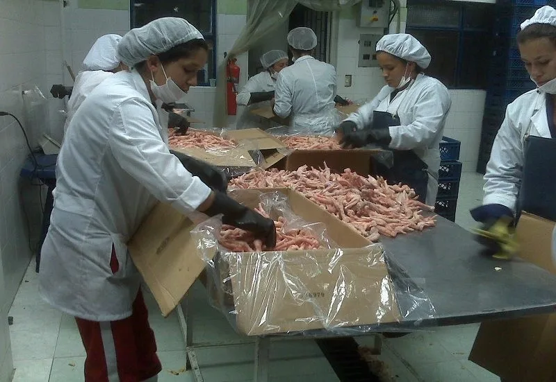 Chicken Frozen wings and Paws