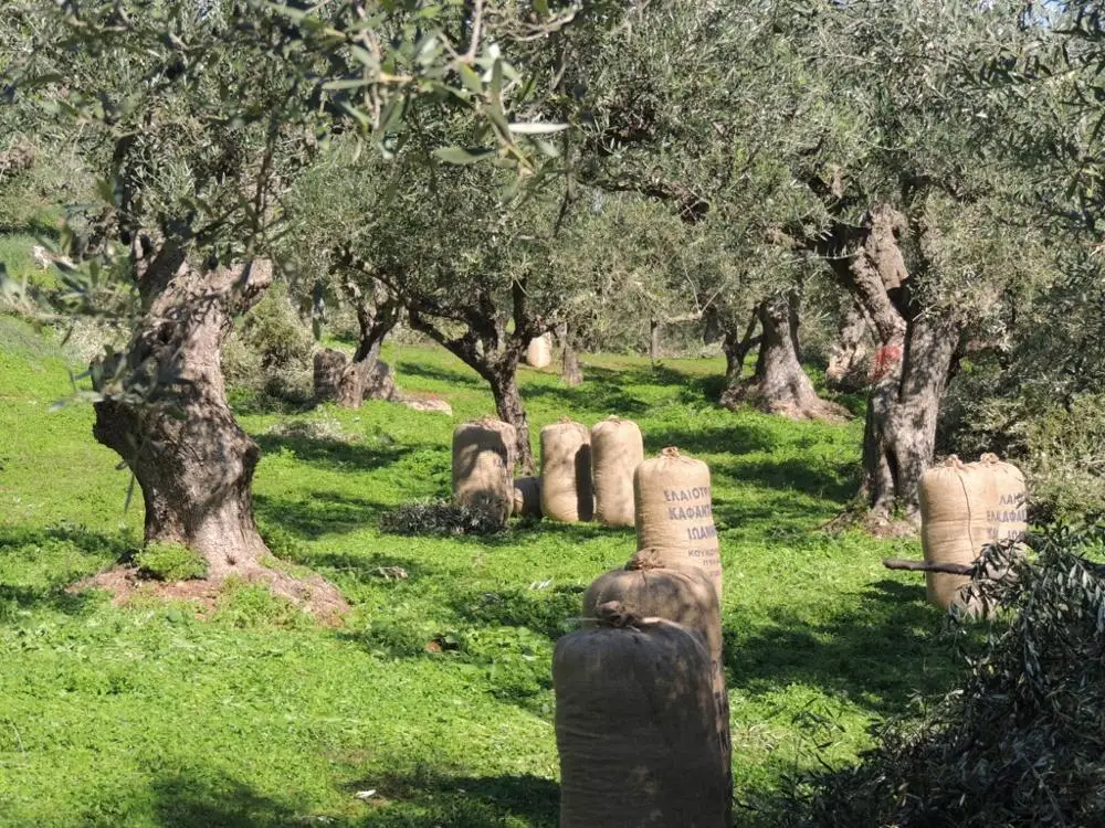 The Olive Majesty Premium Oil Extra Virgin Koroneiki Premium Olive Oil Extra Virgin