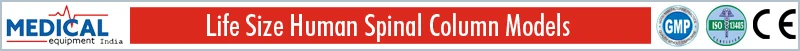 Human-Spinal-1.jpg