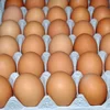 Fresh Style and Table Egg Variety Farm Fresh Chicken Table Eggs Brown and White Shell