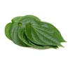 Excellent Quality & Bulk Price of Betel Leaf Oil