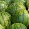 LARGE FRESH WATER MELON