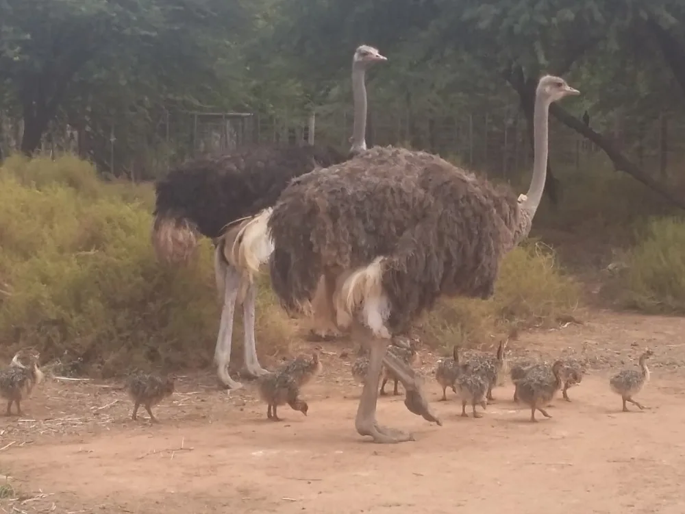 Ostrich Chicks /red And Black Neck Ostrich For Sale/live Ostrich Birds