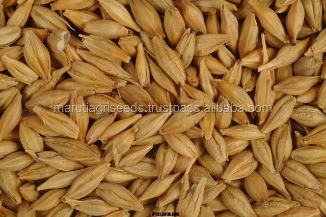 barley seeds RESIZE.jpg