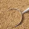 Good Quality Cost Effective 100% Natural Wheat at very Low Price.