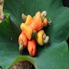 Rich Tasty Food Stuff Dried Raw Cashew Nuts For Sale