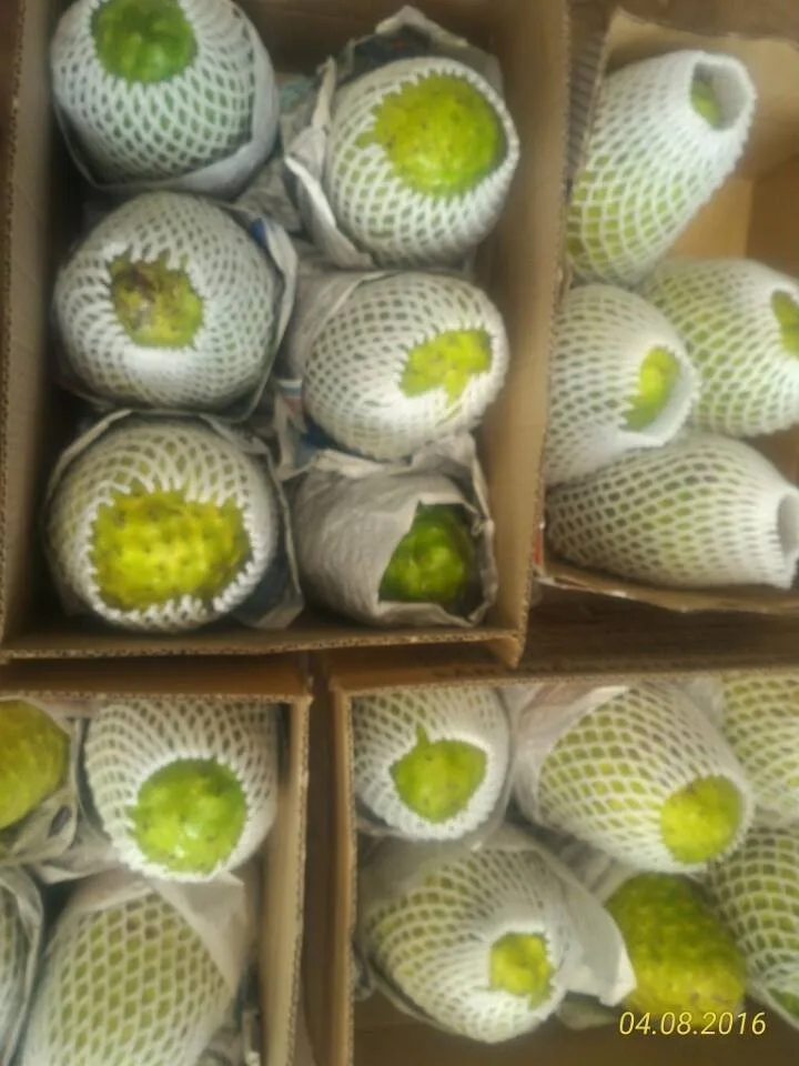 Soursop Fruit Whole Shape Fresh Style Whatsapp +84938880463 Buy