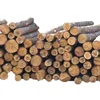 PINE WOOD LOG LOW PRICES CUT FOR EXPORT FROM FOREST