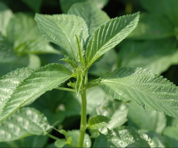 Hot Sale!!! Offer Frozen Ball Jute Leaves,Frozen Vegetable From Vietnam