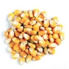 Certified Dry Maize/Dried Yellow Corn/Dried Sweet Corn Best Price Competitive Price