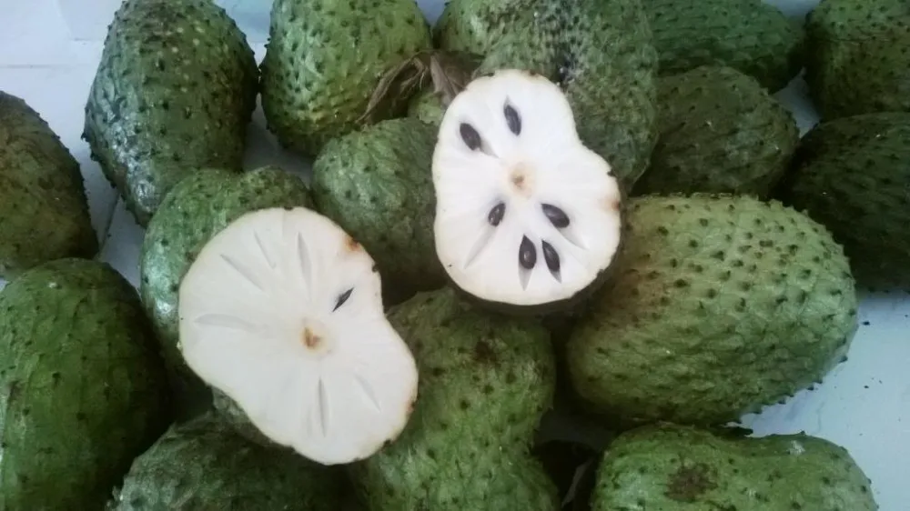 Blue soursop что за фрукт