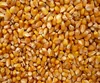 High class Best Quality Yellow Corn Maize For sale