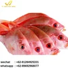 High Quality Fresh and Frozen Seafood Red Snapper from Indonesia