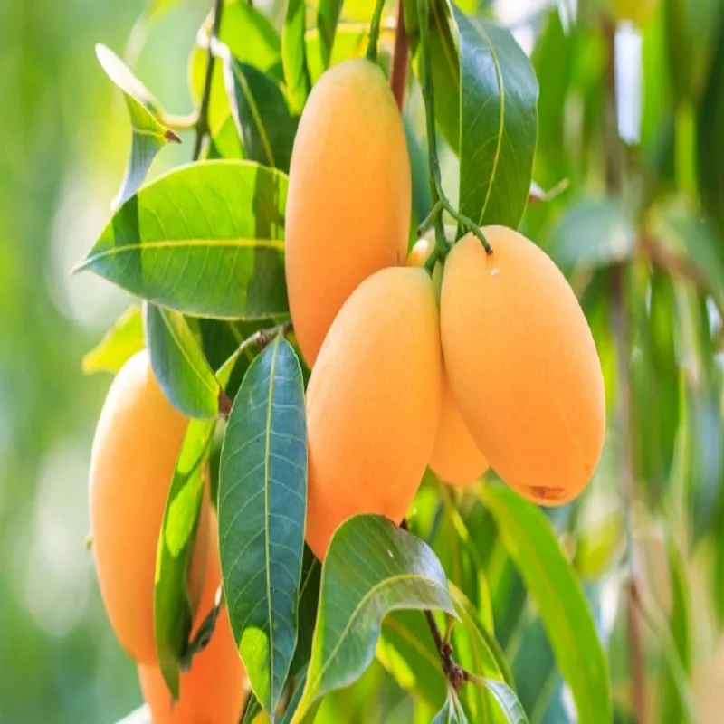 Как цветет манго в природе фото