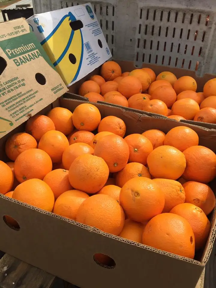 fresh lemon / fresh mandarin orange/navel oranges/fresh