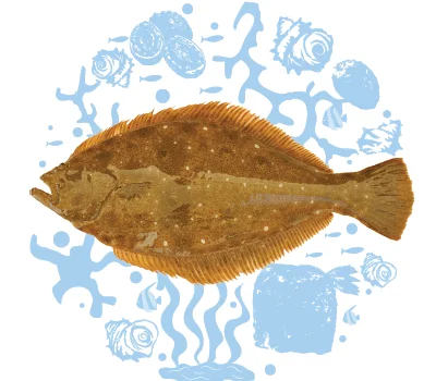 eco-friendly special seafood eco olive flounder