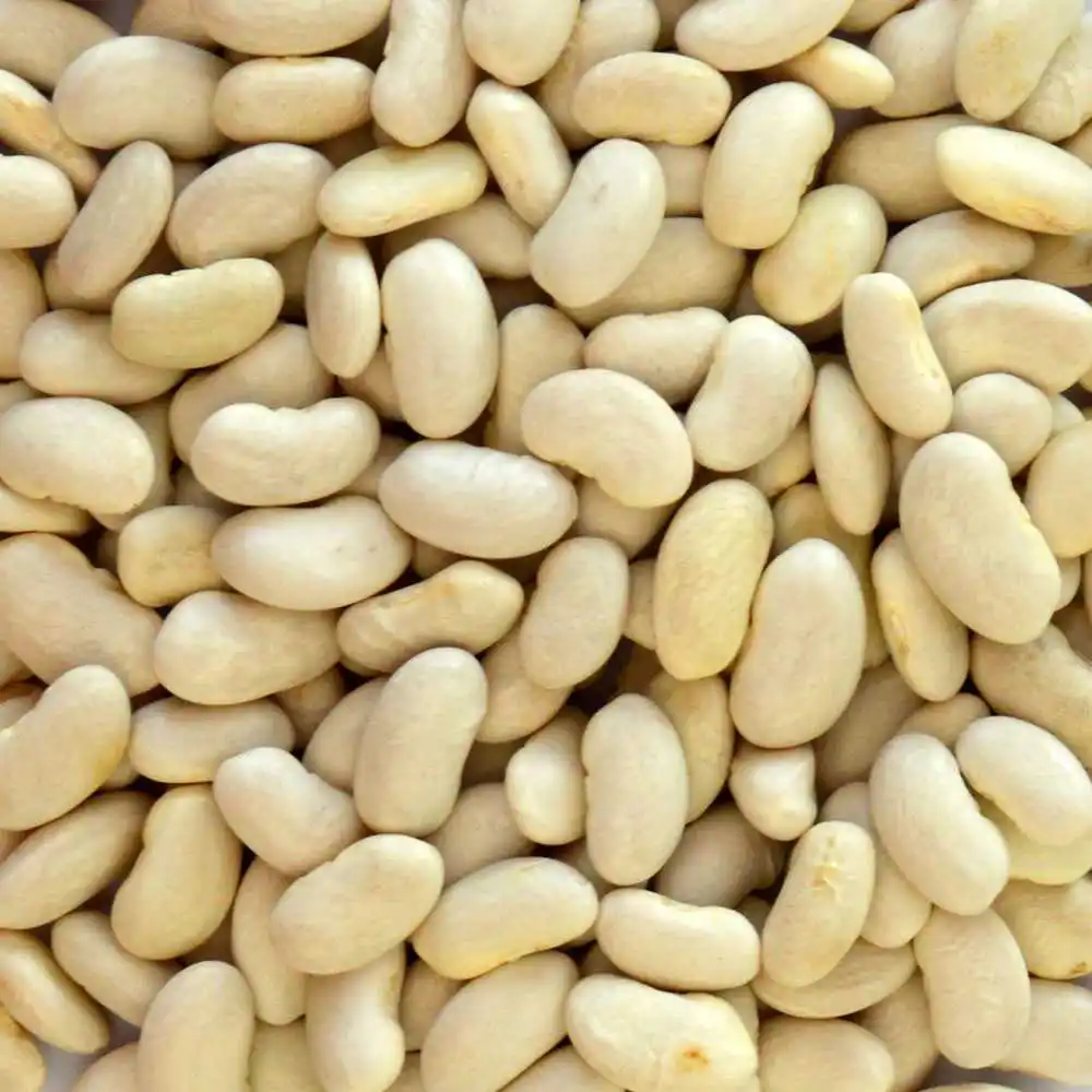 premium sale of white and red kidney beans