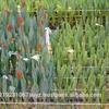 For Cut Flowers Climbing Plant Support Net