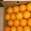 superb Orange will All Sizes
