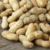 Premium Quality Fresh and Hygienic Wholesale Organic Peanuts