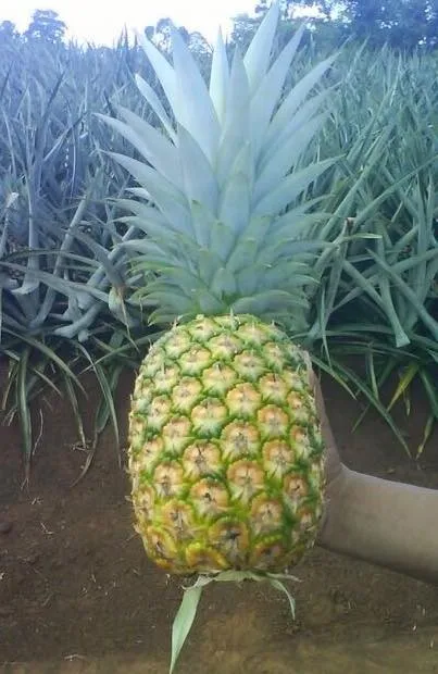 Md2 Golden Pineapple Tissue Culture Seedlings Ms Mai +84 979051378 ...