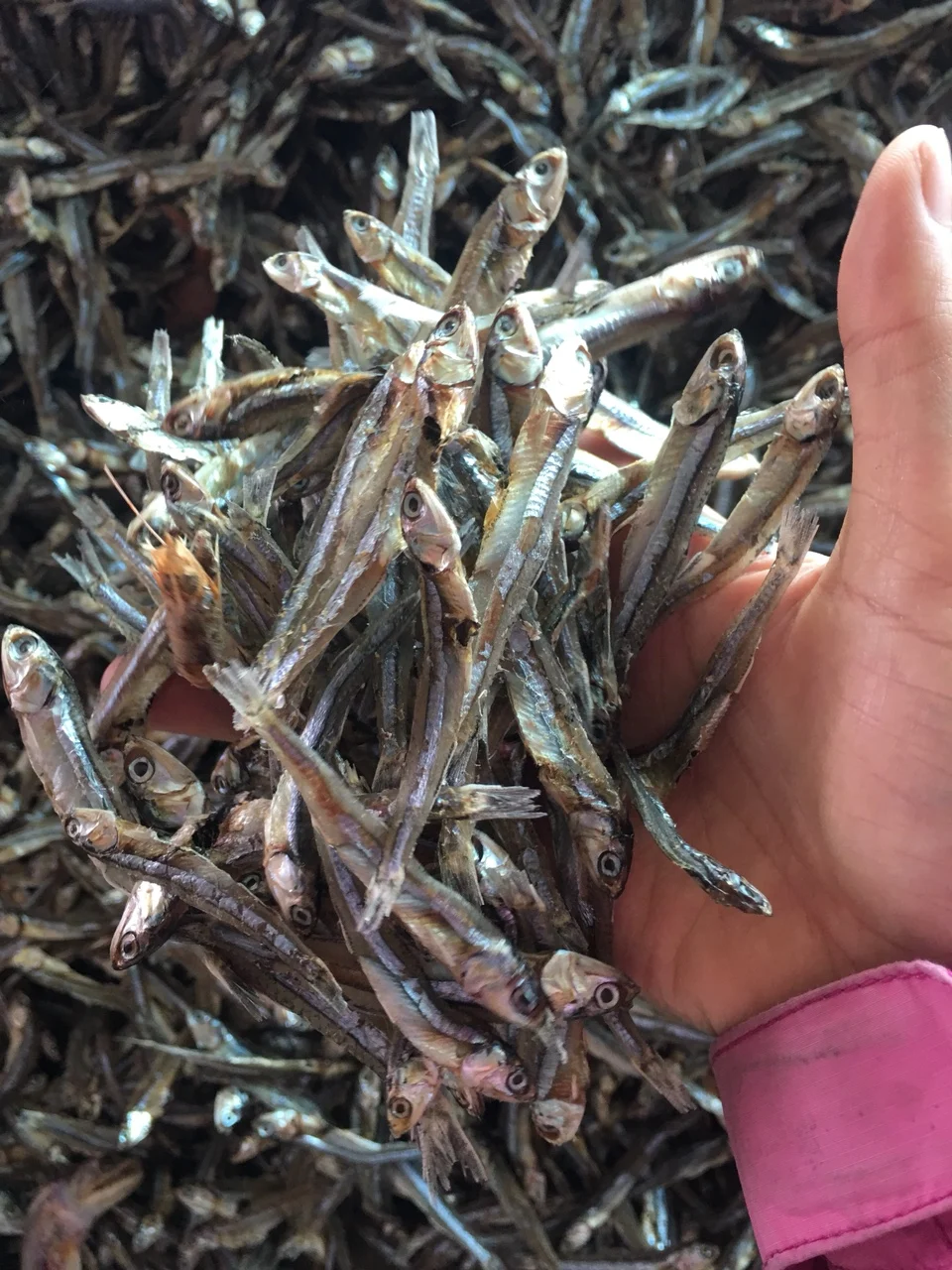 Engraulidae Anchovy Buy Dried Anchovy,Frozen Anchovies,Salted Anchovy Fillets Product on