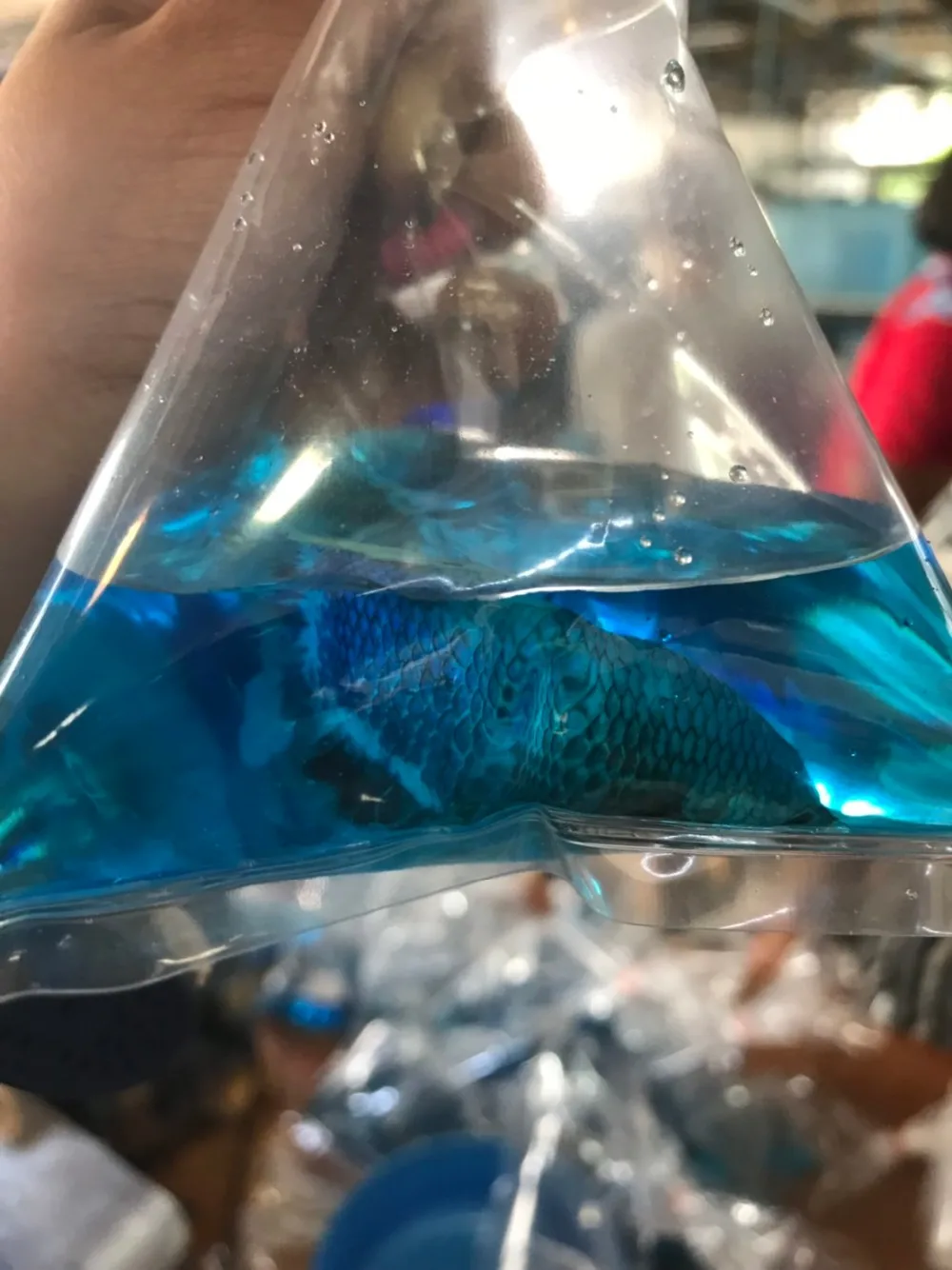 Halfmoon Betta Thailand Betta Fish Farm Betta Wholesale