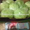 High Quality Fresh Lettuce, iceberg,Romano Lettuce , Chines Lettuce