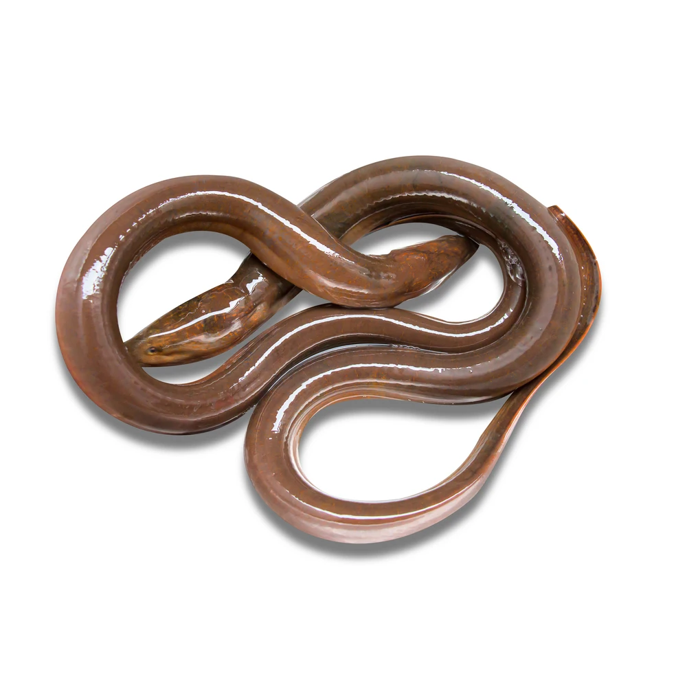 Good Quality Best Delicious Frozen Seafood Eel Brands With Good Factory