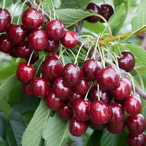 
Fresh Sweet Cherry 