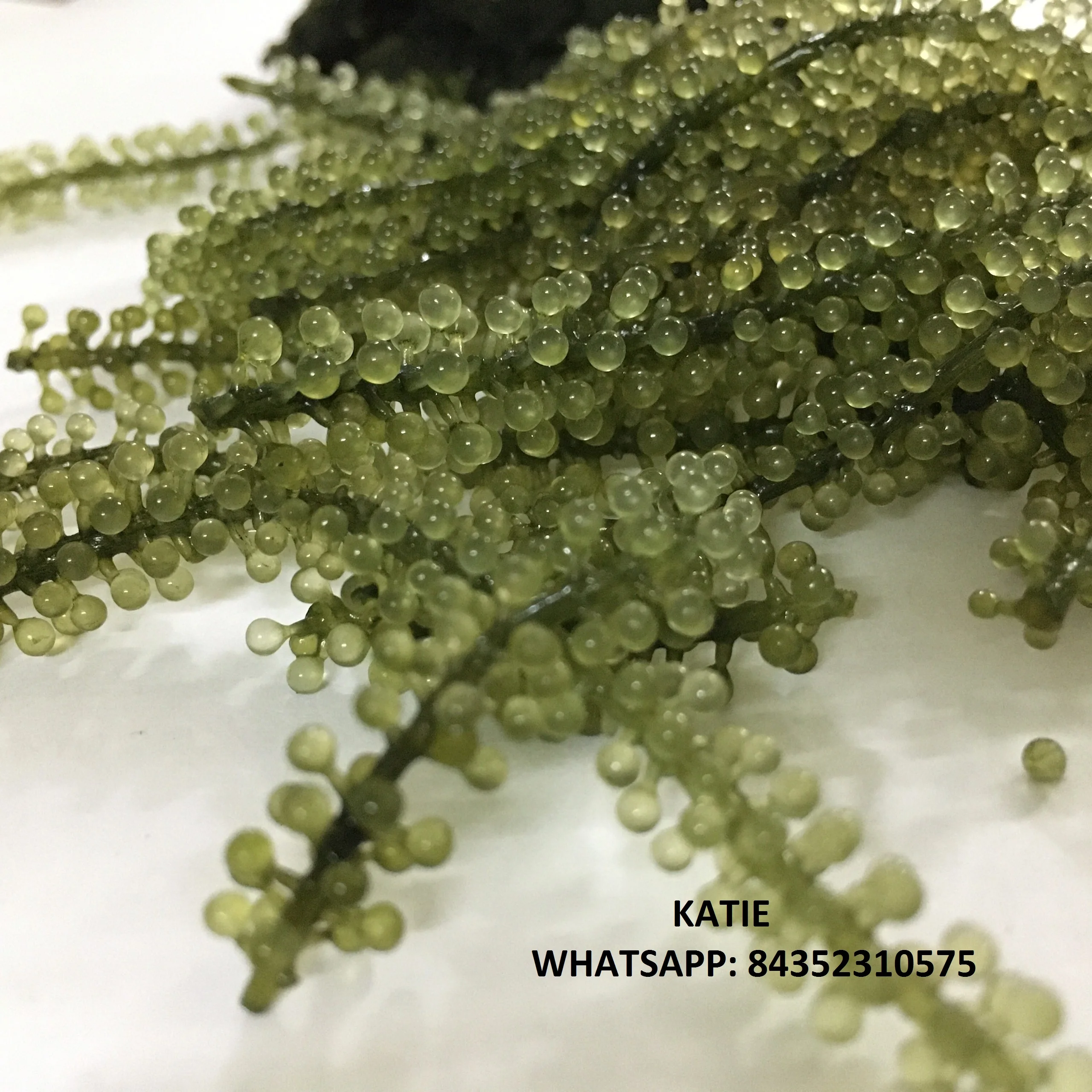 Морской виноград. Sea grapes морской виноград. Морской виноград водоросли Сахалин. Морской виноград сушеный.