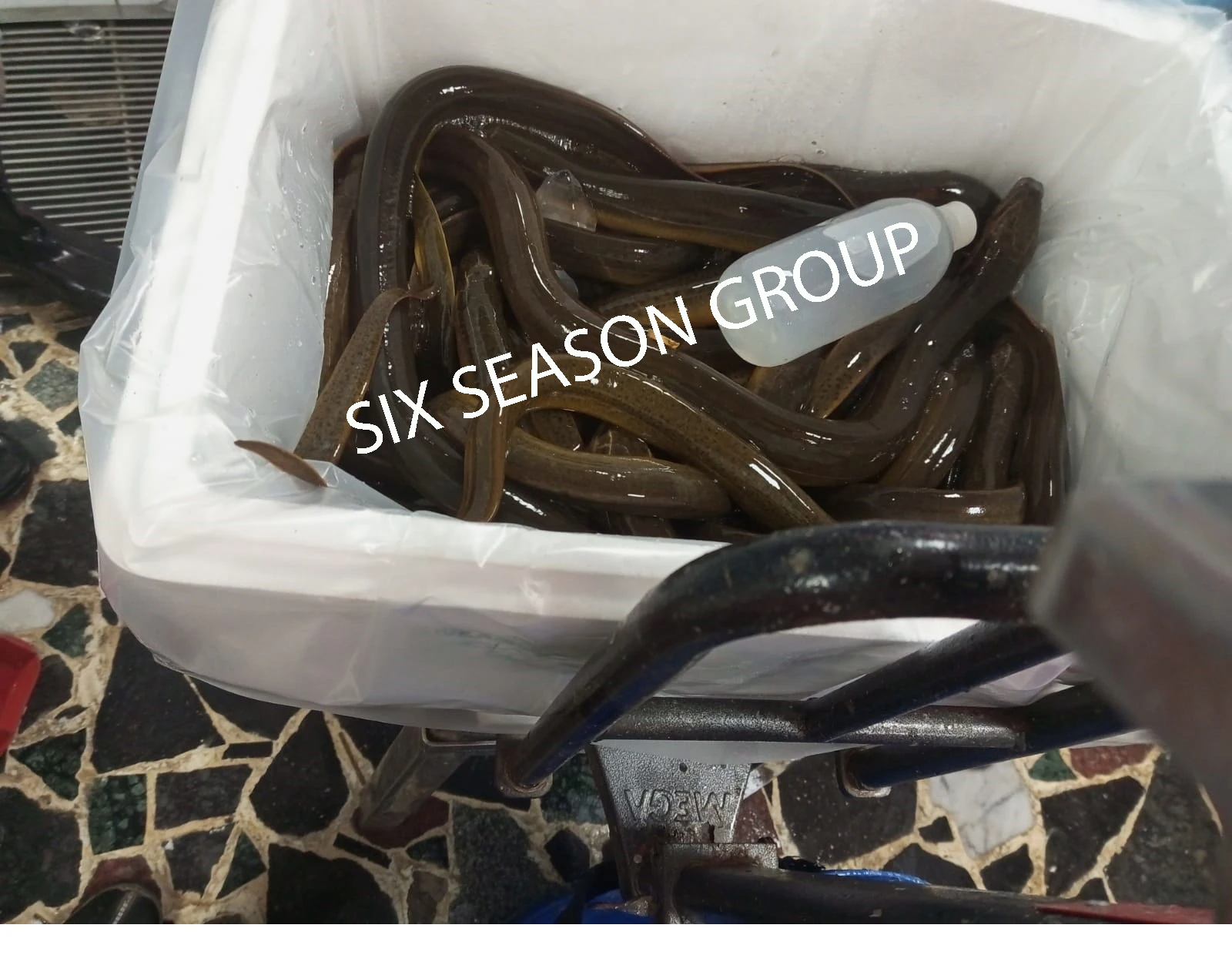 Fish Kosher Bulk Style Piece Packaging Weight Eel Shelf Origin Echo