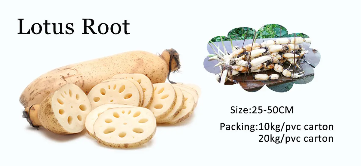 Frozen Vegetable Frozen Sliced Lotus Root Made In Vietnam/ Ms. Zelda (+84 944 927 225) Buy