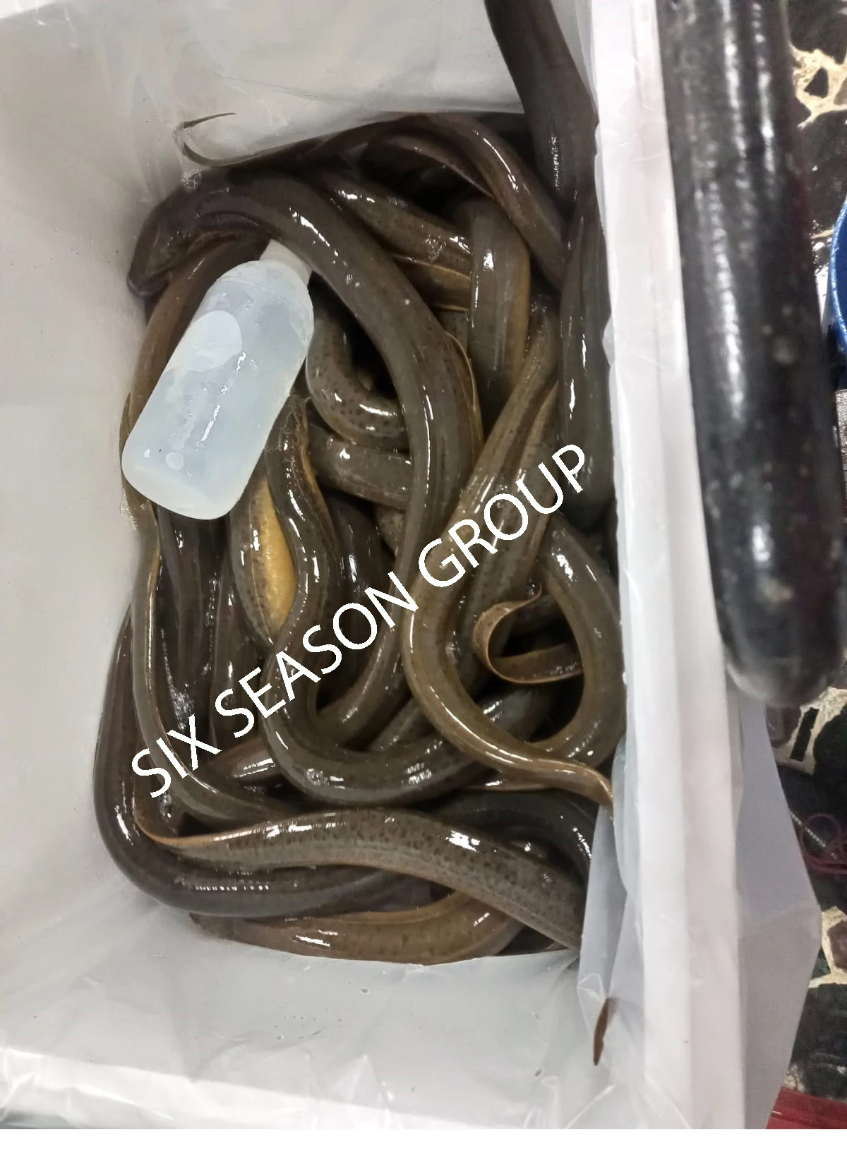 Fish Kosher Bulk Style Piece Packaging Weight Eel Shelf Origin Echo