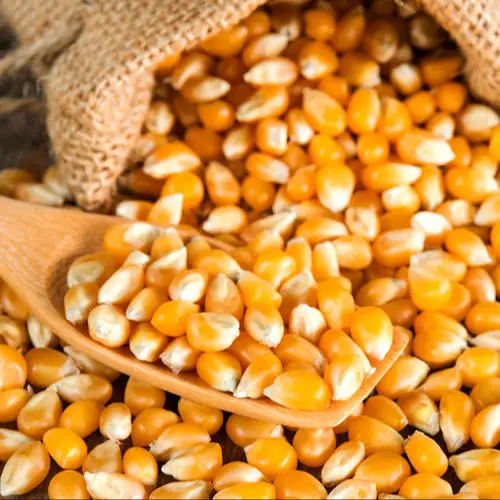 corn2.jpg