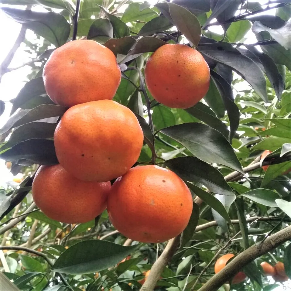 Vietnam Mandarin Orange (tangerine) Fresh Fruit Premium,High Quality