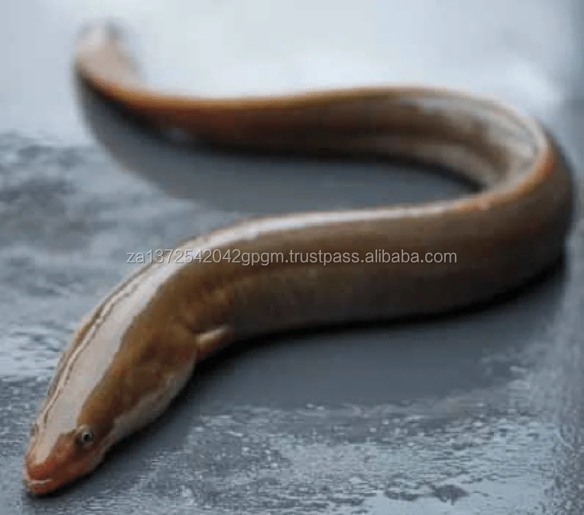 Alive Frozen Eel Anguilla Japonica Buy Frozen Eel Anguilla