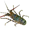 HACCP/ISO LIVE CRAYFISH - SPINY LOBSTER WHOLE ROUND
