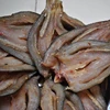 DRIED SNAKE HEAD FISH WITH SPICY FROM VIETNAM // MS.JESSICA// WHAT SAPP : +84908044429