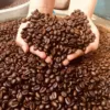BEST QUALITY OF ROASTED WHOLE COFFEE BEANS CHEAP PRICE (ARABICA/ ROBUSTA) +84765149122
