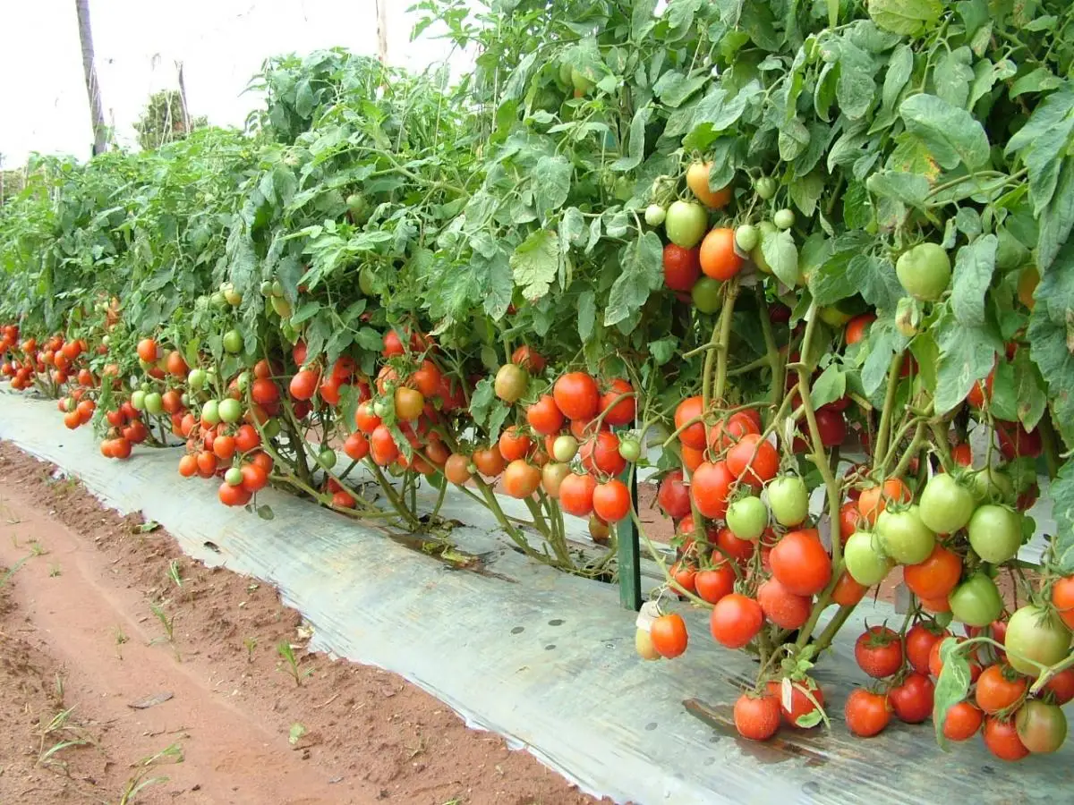 Урожайность томатов